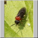 Eutomostethus ephippium - Blattwespe 02.jpg